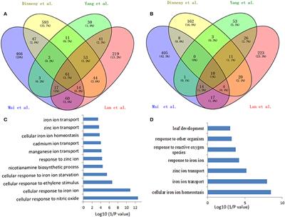 The Understanding of the Plant Iron Deficiency Responses in Strategy I Plants and the Role of Ethylene in This Process by Omic Approaches